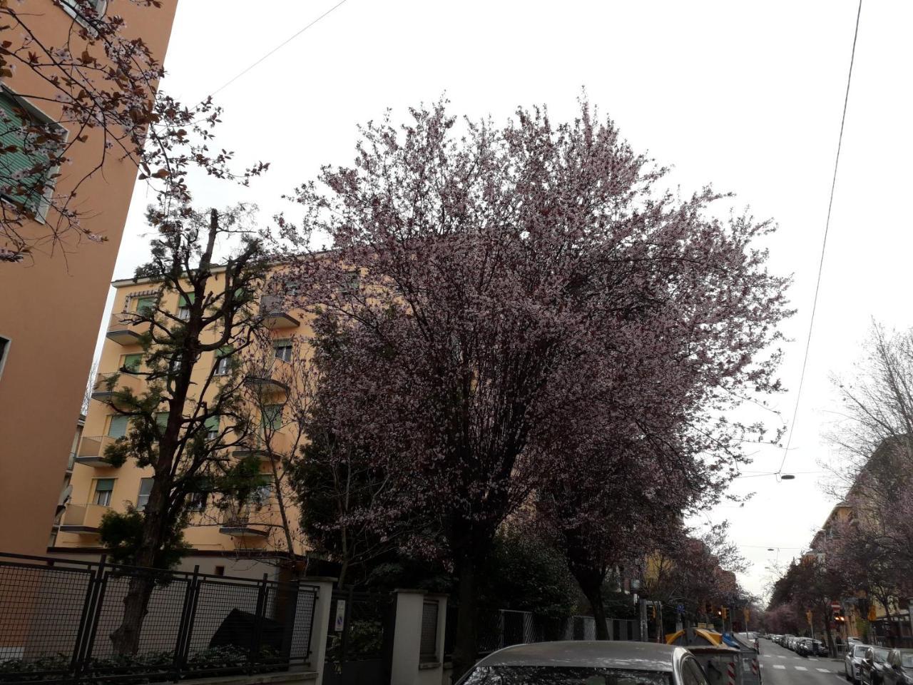 Sant'Orsola Bologna Appartamento ภายนอก รูปภาพ